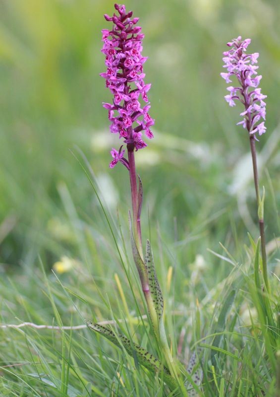 Nigritella, Dactylorhiza perverseemaltempo! Dolomiti luglio 2014.